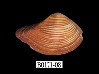 藏品(厚蛤)的圖片